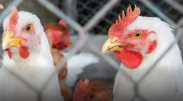 تراجع أسعار الفراخ الساسو والبلدي بالأسواق تزامناً مع وفرة الإنتاج وضعف الطلب